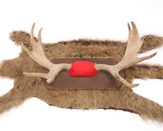 Moose Antlers Mounted Rack & Pelt