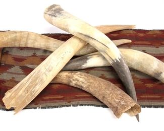Group of Long Horn Bull Horns