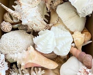 Collection Of Large Seashells, Starfish, Sand Dollars, Urchin, & Coral
