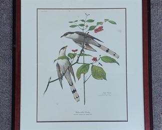 original ray harm pencil signed bird print yellow billed cuckoo bird
