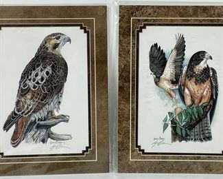 �Red Tail Hawk� and �Cooper�s Hawk� Lynn Bean water color and ink print pair; pencil signed by artist; brown mat; Unframed
