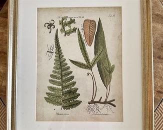 Fern Botanical Print