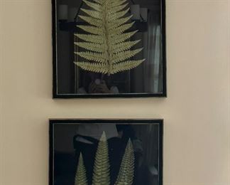 (2) Framed Fern Prints