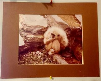 Ron Kimball Photographs Monkey