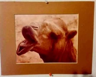 Ron Kimball Camel