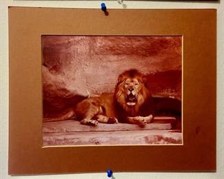 Ron Kimball Lion