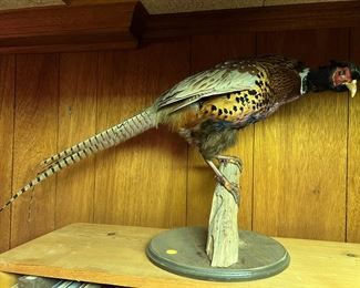 Ringneck Pheasant Taxidermy Mount 