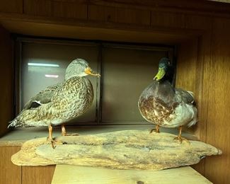 Mounted Ducks Taxidermy 