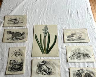 $50 - $100. Eight nature prints.  Each measures approximately 6" by 8".