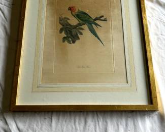 $350 - $500	"Le Petit Ara" engraving by or after Jacques Barraband.  Measures 13" by 17".
