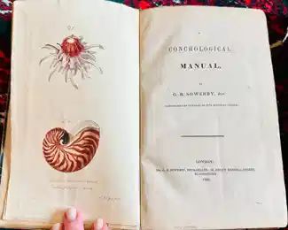 Conchological Manual (1839) 
