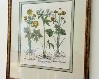 Framed Besler Botanical (Ranunculous albus flore pleno)