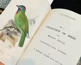On a Collection of Birds from Mount Dulit in North Western Borneo by R Bowdler Sharpe