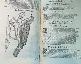 Aldrovardi Ornthologia