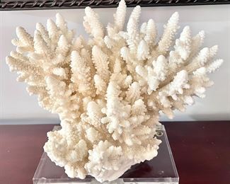 Coral on Acrylic Base
