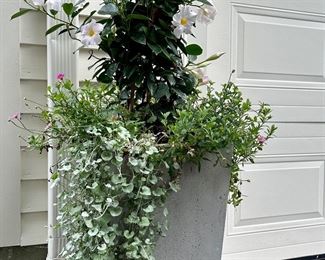 (2) Planters with Mandevilla Vines