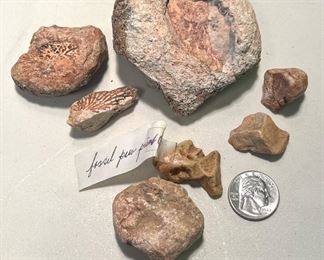 Smaller scale fossilized imprints