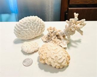 Fossilized Brain Coral specimens and coral tree