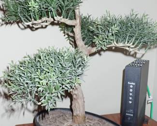 BONSAI TREE