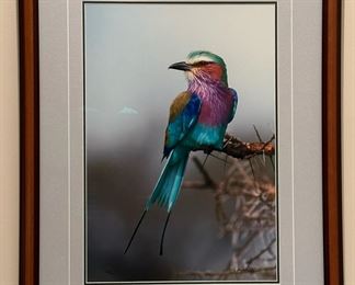 Limited Edition Signed THOMAS MANGELSEN "Jewel of the Serengeti" 1539/2500