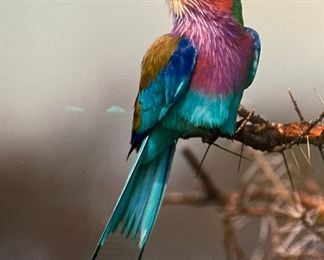 Limited Edition Signed THOMAS MANGELSEN "Jewel of the Serengeti" 1539/2500