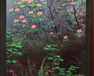 Limited Edition Signed THOMAS MANGELSEN "Rising From the Mist" 268/1500