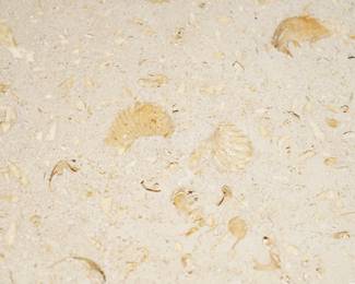 Do you see the inlaid fossils?