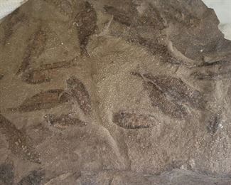 Large fossil with multiple fish in it