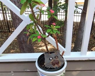  Beautiful Live "Crown Of Thorns" Plant in Planter with Cat Décor