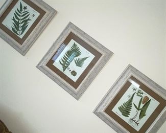 Fern prints