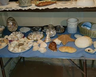 Sea shell collection 
