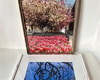 2 Botanical Tree Framed Photographs
Lot #: 104