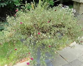 Live plant and planter