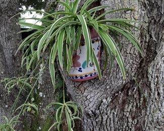 Tree Planter & Plant