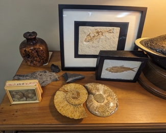 Fossil Collection