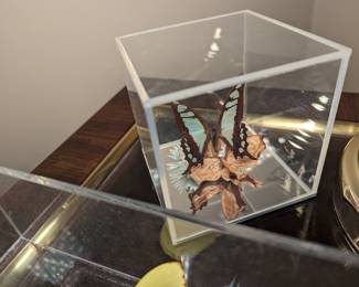 Mounted Butterfly Collection