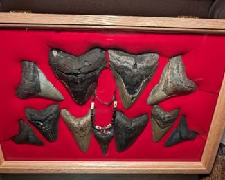 Megladon Teeth