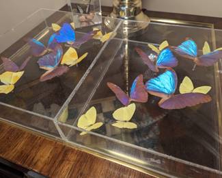 Mounted Butterfly Collection