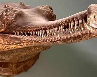 Very Rare Taxidermy of Gharial  Crocodile Head