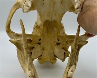 This skull is the real deal, Actual African Leopard Skull not a resin replica.  Very Unique and makes for a great display,