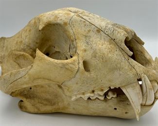 This skull is the real deal, Actual African Leopard Skull, not a resin replica.  Very Unique and makes for a great display,