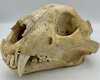 This skull is the real deal,  an Actual African Leopard Skull and not a resin replica.  Very Unique and makes for a great display,