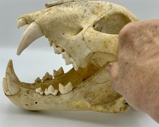 This skull is the real deal,  an Actual African Leopard Skull and not a resin replica.  Very Unique and makes for a great display,