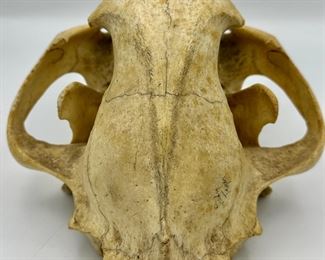 This skull is the real deal, Actual African Leopard Skull not a resin replica.  Very Unique and makes for a great display,