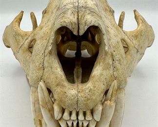 This skull is the real deal, Actual African Leopard Skull not a resin replica.  Very Unique and makes for a great display,