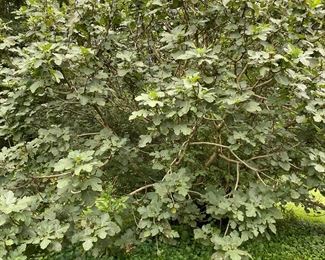 These figs should be ripe this weekend. I'm going to pick me a mess of them and I invite you to do the same.