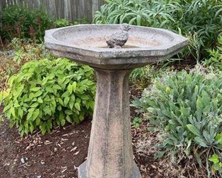 Bird Bath