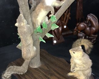 Taxidermy Squirells Orlando