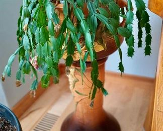 Potted Christmas Cactus - Schlumbergera Truncata