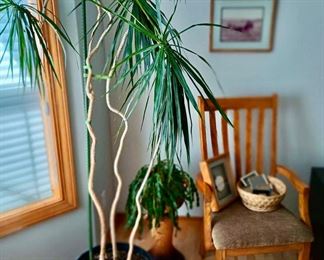 Potted Dragon Tree - Dracaena Marginata
